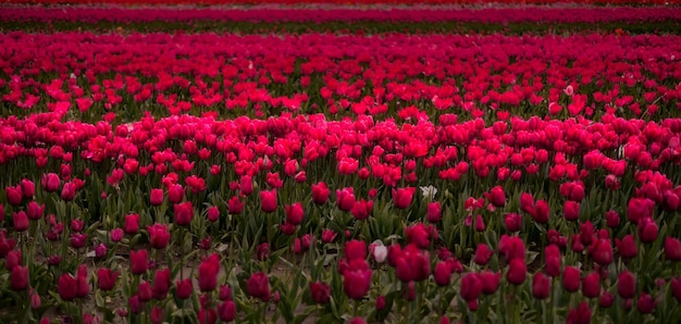 Campo de flor de tulipán cerrar fondo de naturaleza