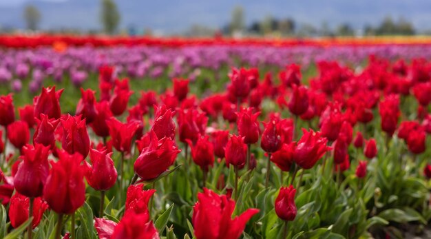 Campo de flor de tulipán cerrar fondo de naturaleza