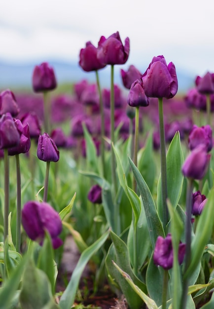 Campo de flor de tulipán cerrar fondo de naturaleza