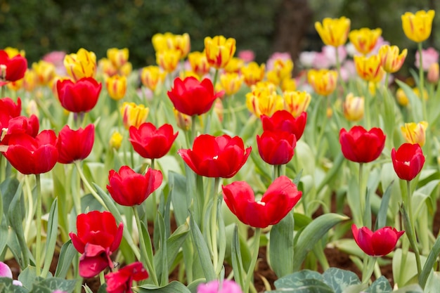 Campo de flor de tulipán rojo y amarillo