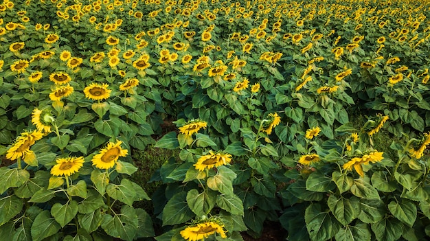 campo de floración, paisaje de la granja de girasol