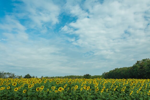 campo de floración, paisaje de la granja de girasol