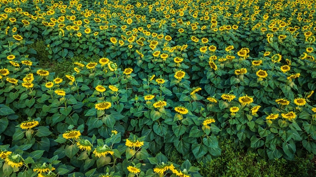 Campo de floración, paisaje de granja de girasol.