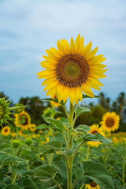 Campo de floración, paisaje de granja de girasol.