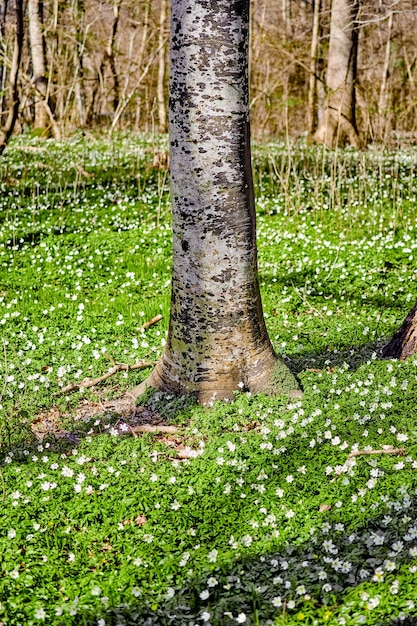 Campo floral con árboles en un bosque Hermoso paisaje de muchas flores de anémona de madera que florecen o crecen cerca de un tronco de abedul en un prado de primavera Bonitas plantas con flores blancas o flores silvestres en la naturaleza