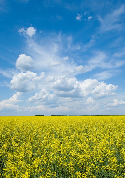 Campo floreciente de canola o colza