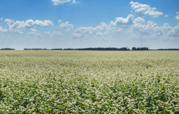 Campo floreciente con día de verano de trigo sarraceno