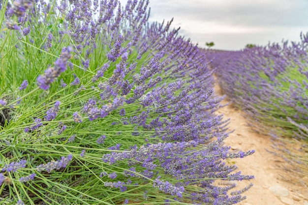 Campo floreciente de flores de lavanda, árboles solitarios cuesta arriba al atardecer. Valensole, Provenza, Francia, Europa.