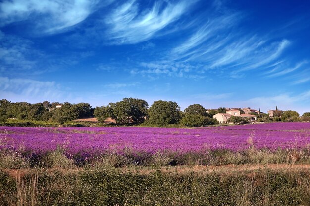 Foto un campo floreciente de flores de lavanda.