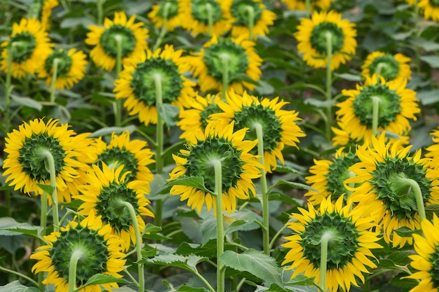 Campo floreciente de un girasol