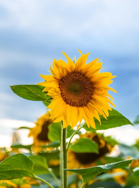 Campo floreciente de girasoles en Ucrania Enfoque selectivo