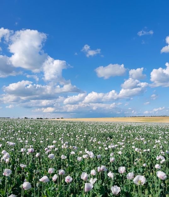 Campo de flores de adormidera. Cloudscape, cielo con nubes. La amapola de color blanco es un cultivo agrícola popular en la República Checa.