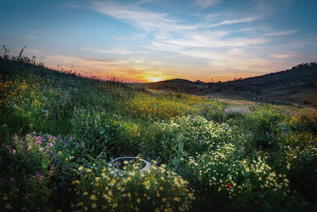 Campo de flores al atardecer Zahara de la Sierra Andalucía España