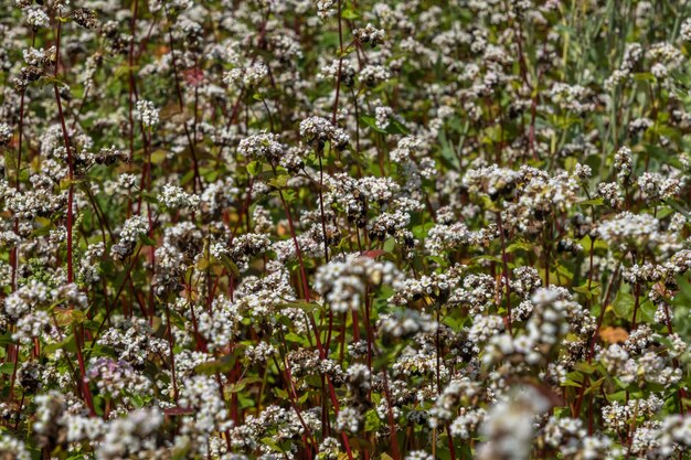 Campo de flores de alforfón blanco