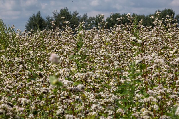 Campo de flores de alforfón blanco