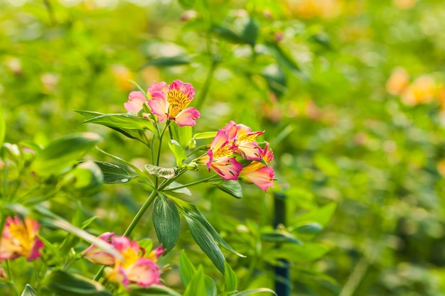 Campo con flores de alstroemeria rosa en invernadero a la luz del sol. Patrón floral