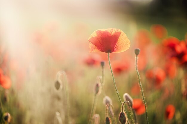 Campo de flores de amapola en el atardecer de verano o el amanecer