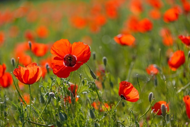 Campo de flores de amapola de maíz Papaver rhoeas en primavera