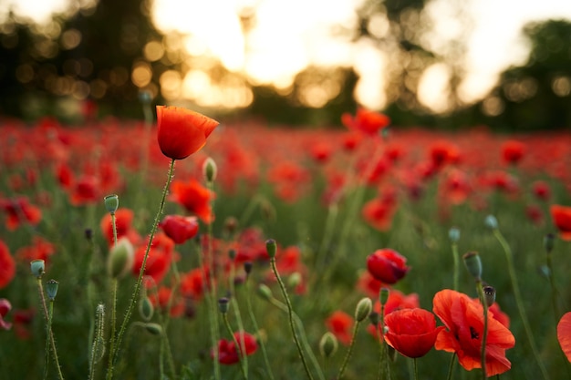 Campo de flores de amapola roja en la amapola al atardecer como símbolo de recuerdo y conmemoración de las víctimas de