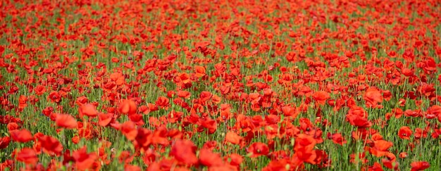 Campo de flores de amapola silvestre Fondo rojo natural Bandera