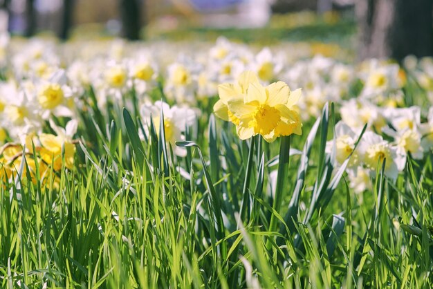 Un campo de flores con una amarilla con la palabra narcisos.