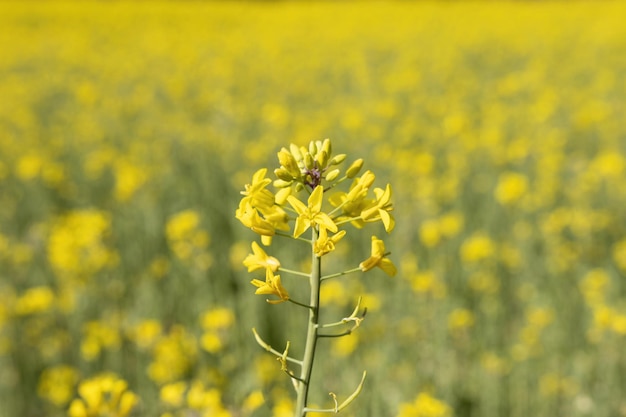 Un campo de flores amarillas con una abeja negra