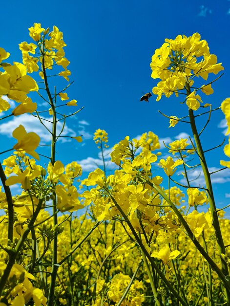 Un campo de flores amarillas con una abeja