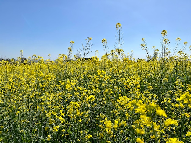 Un campo de flores amarillas en el campo de Chandigarh.