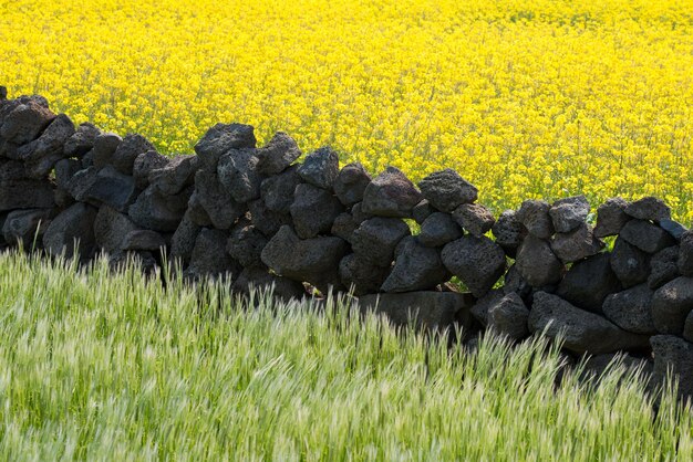 Foto un campo de flores amarillas y un campo de flores amarillas.