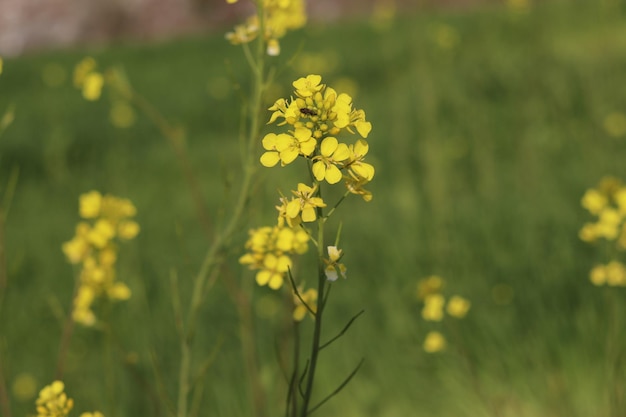 Un campo de flores amarillas en el campo.