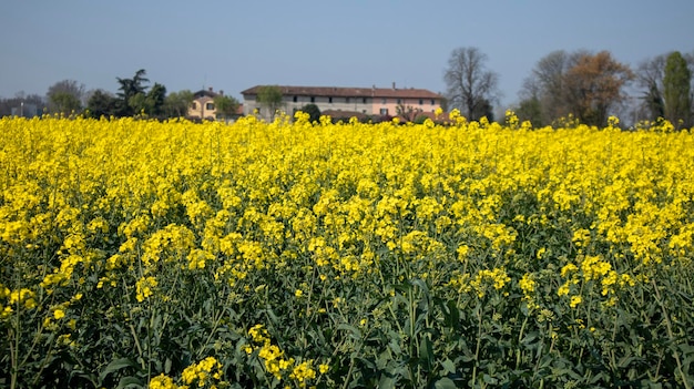 Un campo de flores amarillas con una casa al fondo.