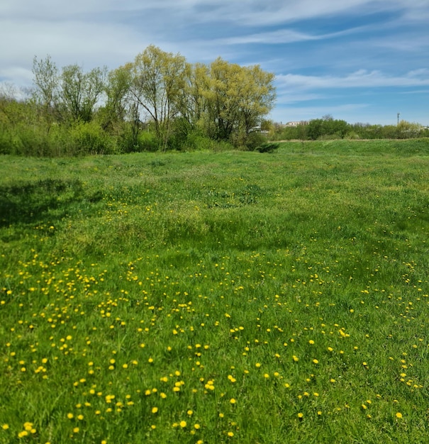 Un campo de flores amarillas con un cielo azul de fondo.