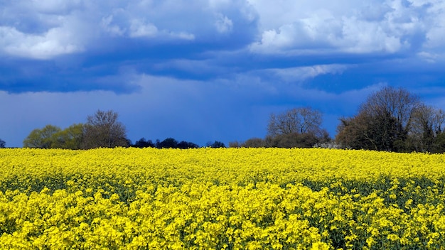 Campo de flores amarillas bajo el cielo azul Foto