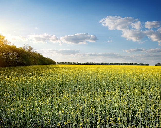 Campo de flores amarillas y cielo azul