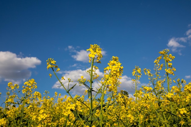 Un campo de flores amarillas con el cielo de fondo.