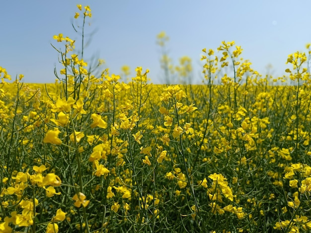 Un campo de flores amarillas con el cielo de fondo.