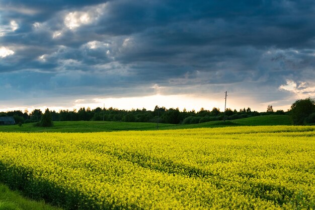 Un campo de flores amarillas con un cielo nublado de fondo