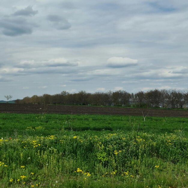 Un campo de flores amarillas con un cielo nublado de fondo.