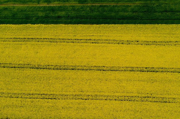 campo con flores amarillas de colza oleaginosa