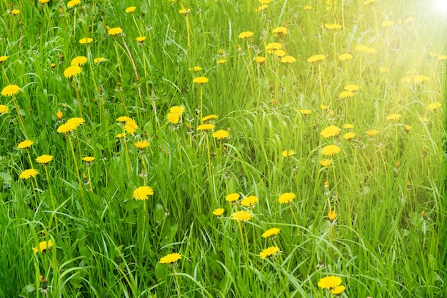 Campo de flores amarillas de diente de león