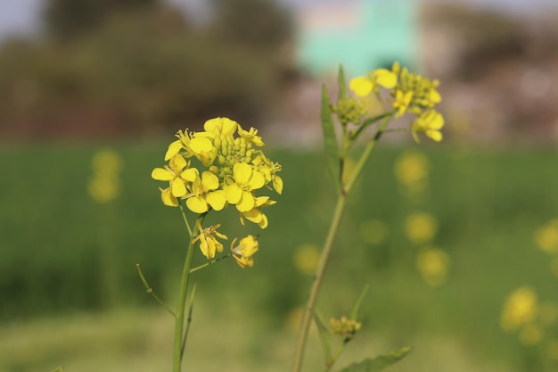 Un campo de flores amarillas con un edificio verde al fondo.