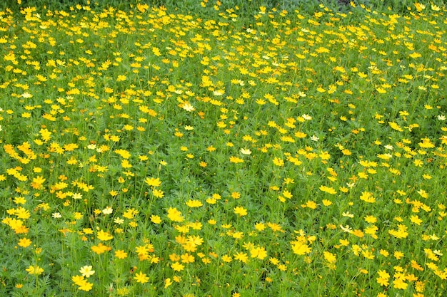 Campo de flores amarillas florecientes enfoque selectivo foto de alta calidad