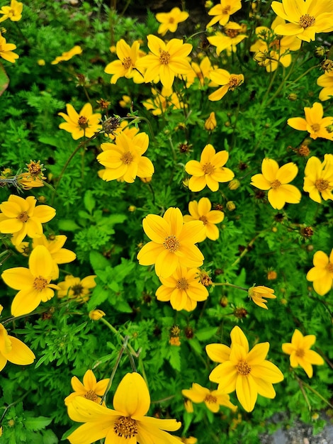 Un campo de flores amarillas con un fondo verde