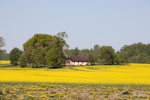 Un campo de flores amarillas frente a una casa.