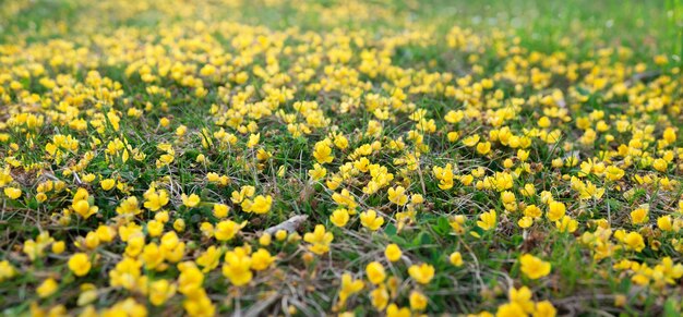 Un campo de flores amarillas en la hierba Aconitas amarillas en el bosque de primavera