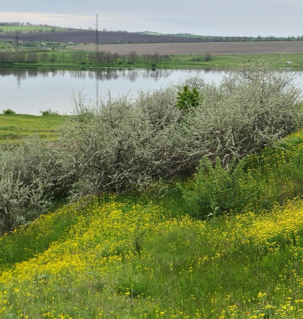 Un campo de flores amarillas y hierba verde con un lago al fondo.