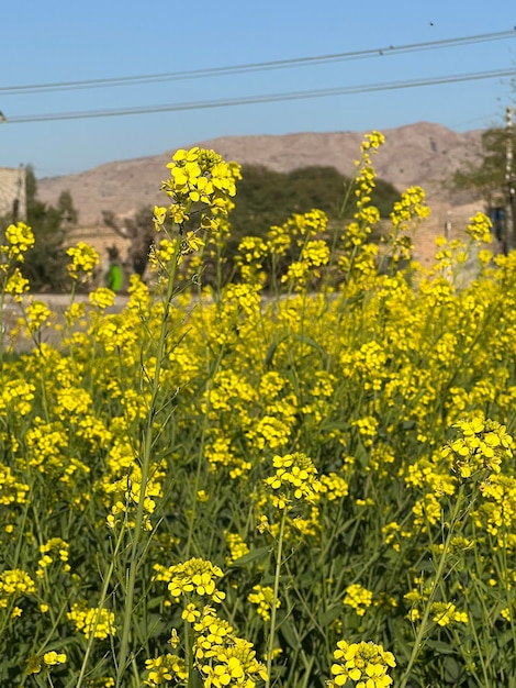 Un campo de flores amarillas con una línea eléctrica al fondo.