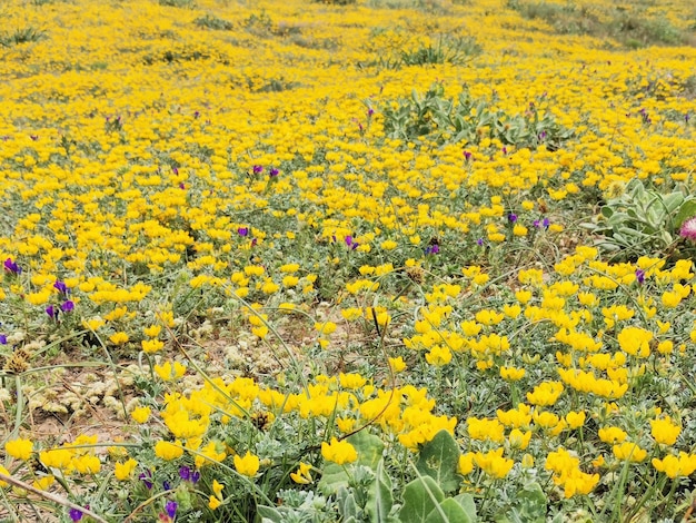 Campo de flores amarillas Lotus creticus Cuco de mar Hierba perenne mediterránea