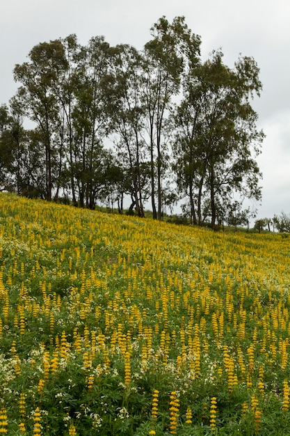 Campo de flores amarillas de lupino.