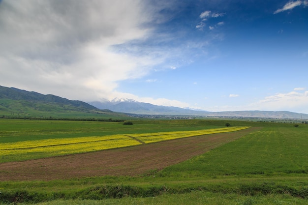 Un campo de flores amarillas con una montaña al fondo